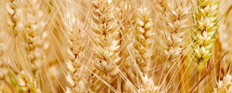 小麦可以代替玉米喂猪吗，小麦一般在什么节气播种