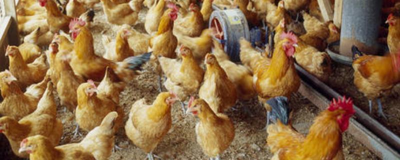 如何学养鸡，养鸡常见的病是什么，如何预防