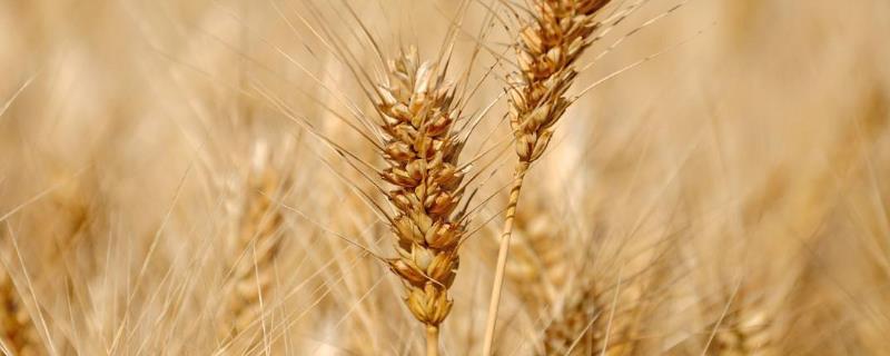关中地区冬小麦最佳播种时期，小麦怎么种
