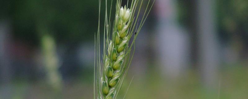 寒露种小麦早吗，种小麦用什么复合肥好