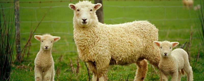 育肥羊是什么意思，一天喂多少饲料