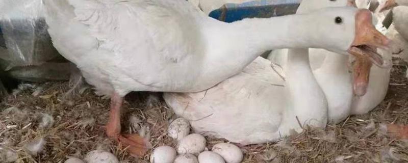 母鹅下蛋需要公鹅的配合吗，下蛋的前兆