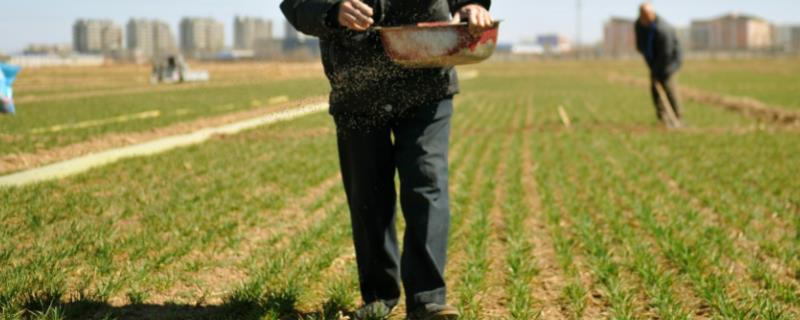 小麦底肥二胺每亩用量，二胺肥料的作用