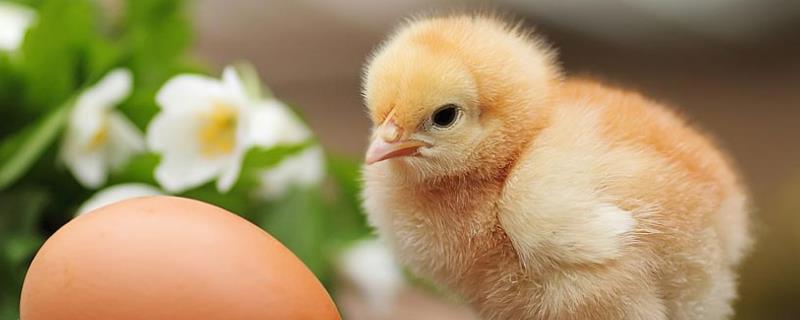 小鸡几天长翅膀毛，几天可以脱温室外养殖