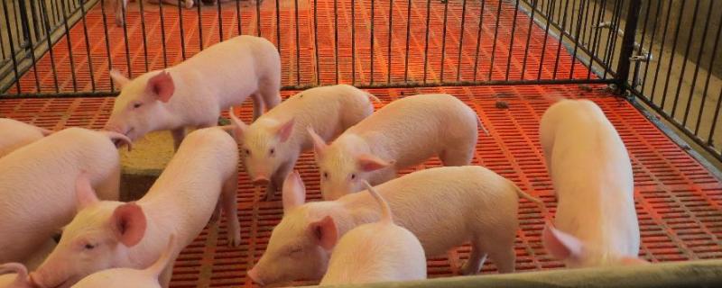 猪养多少个月可以出栏，附猪的养殖技术要点