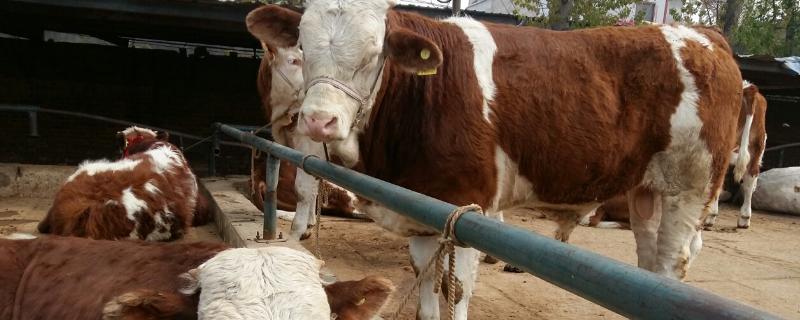牛身上喷什么药可以防蚊虫，附夏季牛舍驱蚊小技巧
