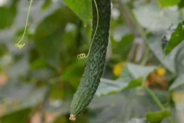 露天黄瓜的种植方法和时间