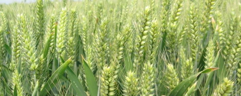 小麦的种植时间和收获时间，附种植方法