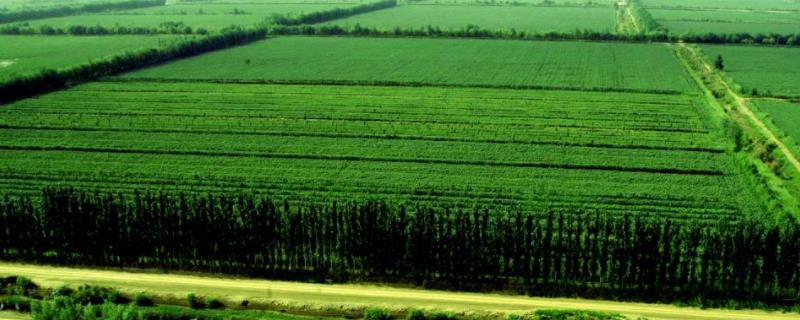 新疆是灌溉农业还是绿洲农业，灌溉区分布少的原因