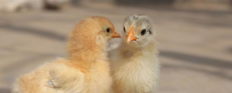 小鸡几个月能看出公母，多少天开始长羽毛