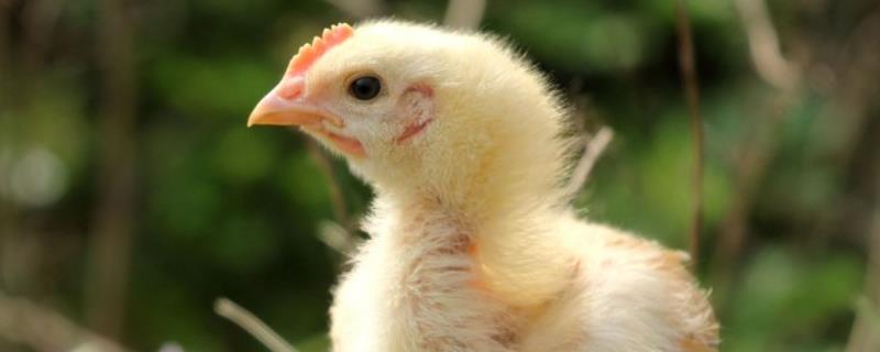 小鸡一般要养几个月可以吃，养几个月可以下蛋