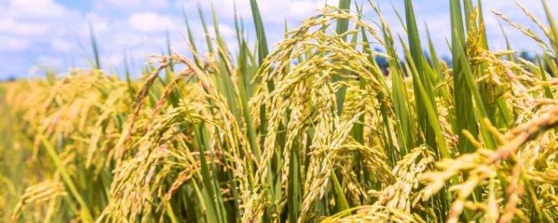 一亩水稻可以产多少斤大米，大米是碱性还是酸性的