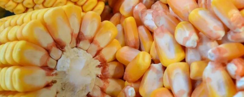 玉米百粒重一般多少克，玉米百粒重和容重的区别