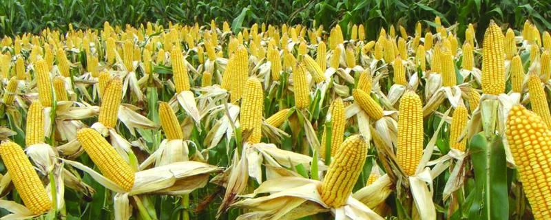 宏硕237玉米品种