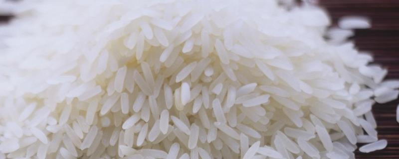 大米是单子叶还是双子叶，大米是水稻还是小麦