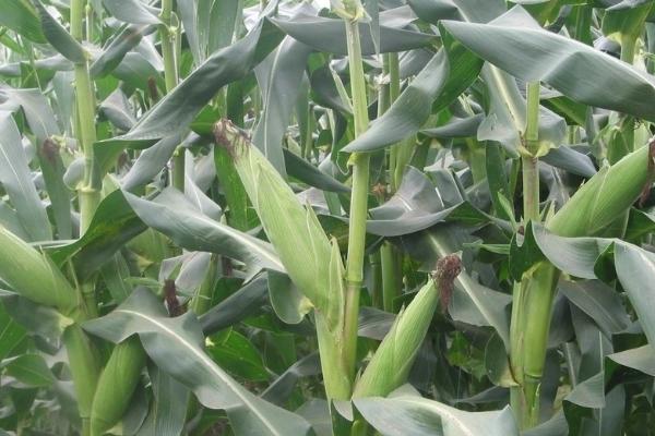 农星129玉米品种