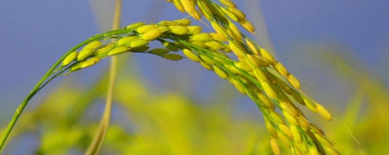 水稻镉超标是什么原因造成的，如何防治