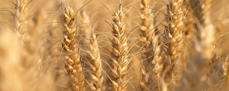 十一月种麦子晚不晚，附种小麦的方法和步骤