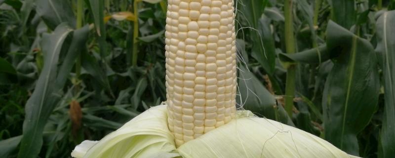 玉米特点，种植多久可以成熟
