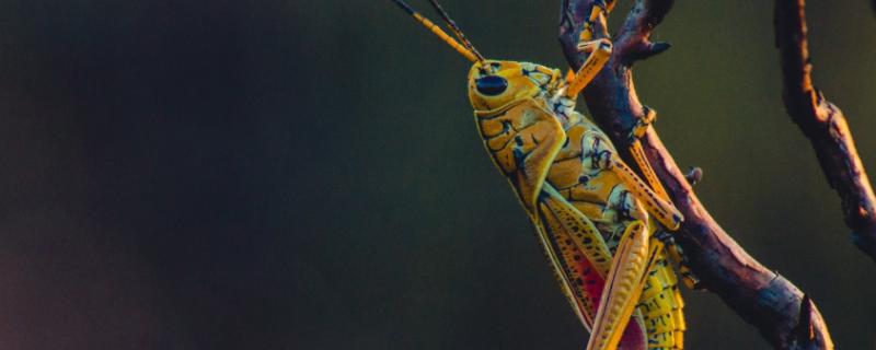 控制蝗虫危害的技术，蝗虫是完全变态发育还是不完全变态发育
