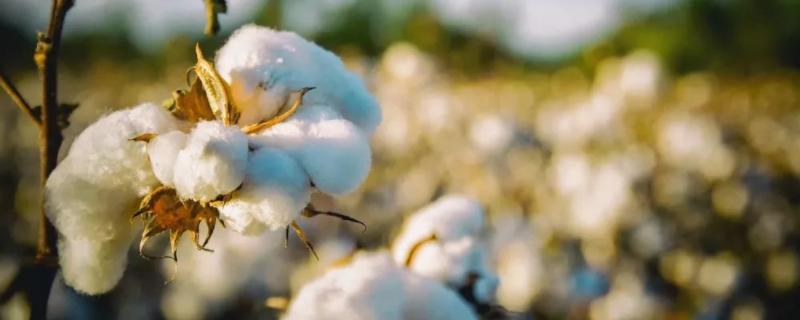转基因抗虫棉的培育过程，附育种原理