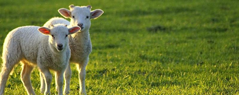 羊不吃食怎么办，是什么原因导致的