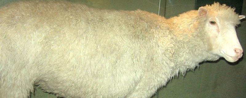 克隆羊诞生的过程，克隆羊多莉活了多久