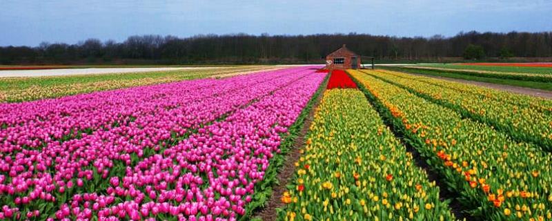 荷兰农业发达的原因，荷兰农业主要以什么为主