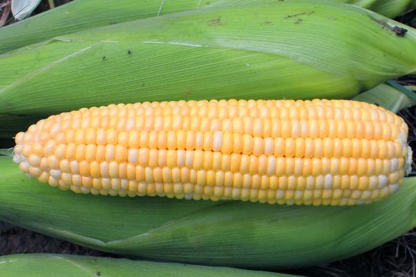 玉米的品种有哪些