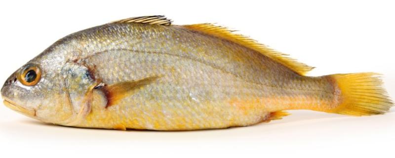 黄花鱼有淡水养殖的吗，黄花鱼是海鱼还是淡水鱼