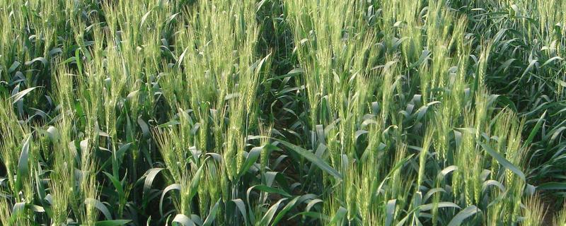 11月种小麦每亩用多少种子，附种小麦的方法