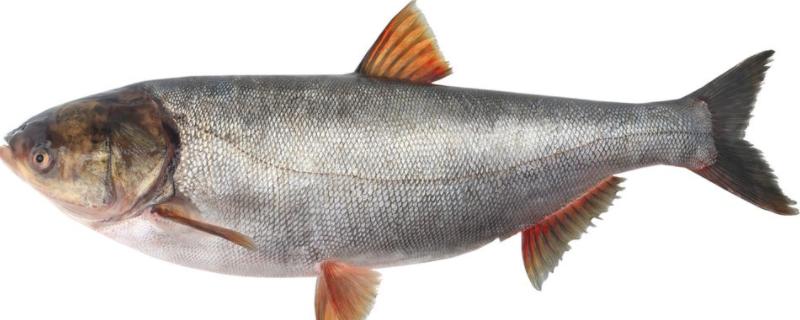 白鲢鱼和花鲢鱼的区别，白鲢鱼喜欢吃什么饵料