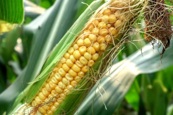 什么玉米品种抗锈病
