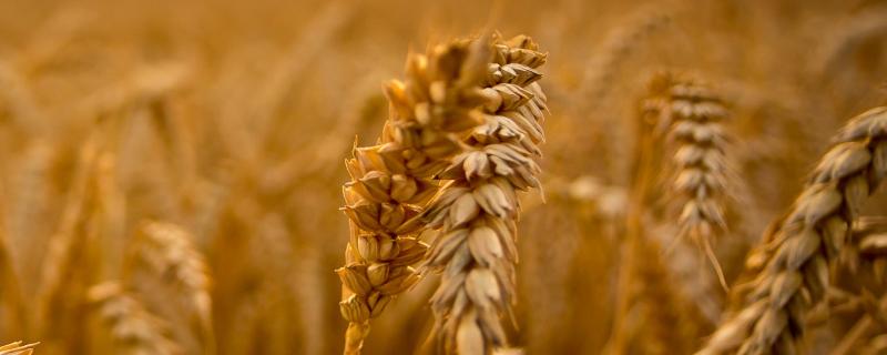 十月底种小麦晚不晚，种小麦的方法