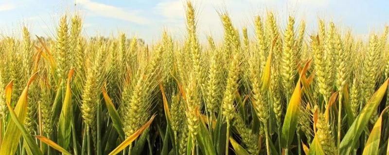 周麦40小麦品种产量，附简介