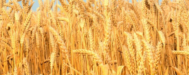 小麦种上后下雨板结能出来吗，附种小麦的方法和步骤