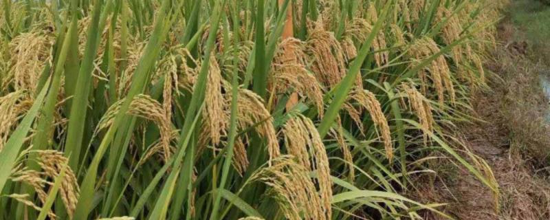 龙垦2021水稻品种