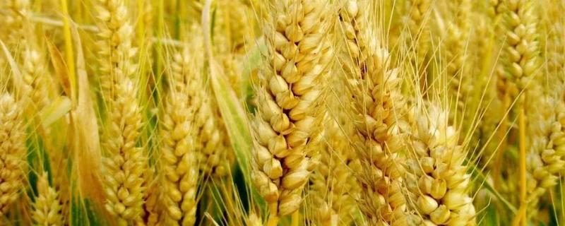 芸苔素拌麦种的用量，拌麦种的药毒性大吗