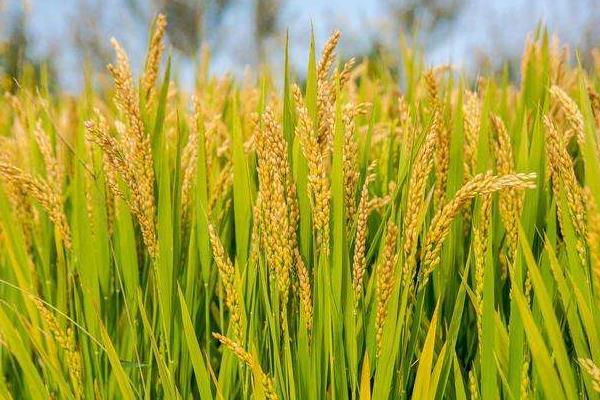 6612水稻种子图片