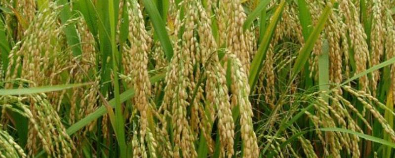 6612水稻品种