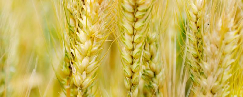 辛硫磷能拌麦种吗，拌麦种的红色药是什么