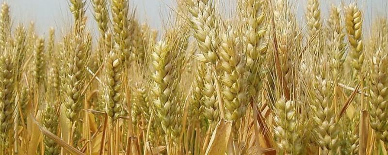 吡唑醚菌酯拌小麦种子比例，麦种是什么