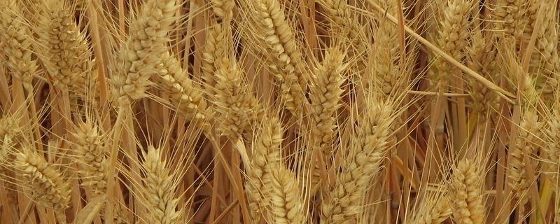 小麦种的浅了露外面了怎么办，小麦产量