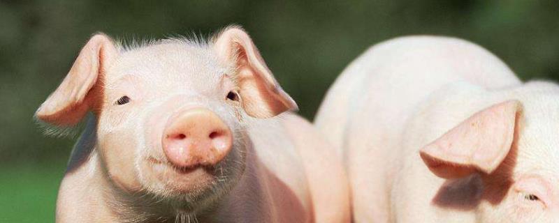 猪不吃食可以杀了吃吗，猪不肯吃东西是什么原因引起的