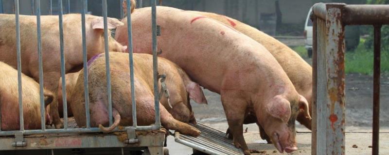 非洲猪瘟潜伏期多久，非洲猪瘟的猪怎么处理