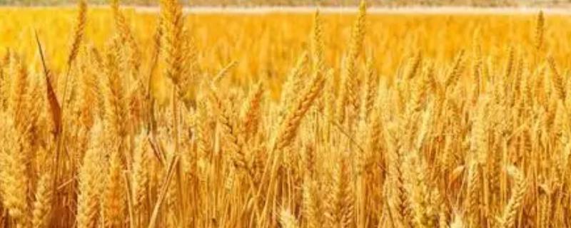 雨前麦与雨后麦区别，雨前麦水分高怎么办
