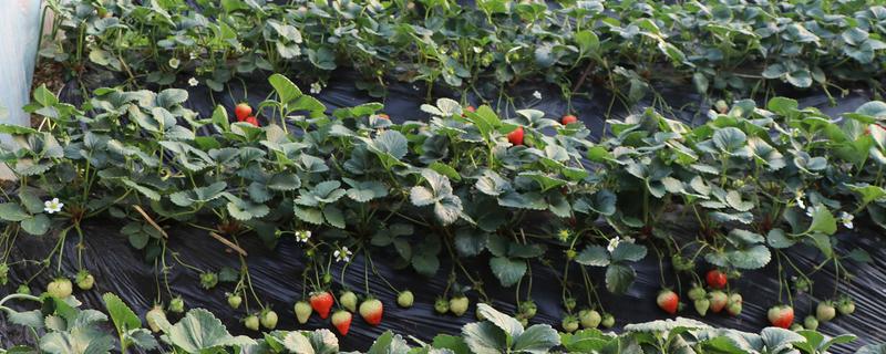 草莓种植大棚技术，冬天怎么取暖