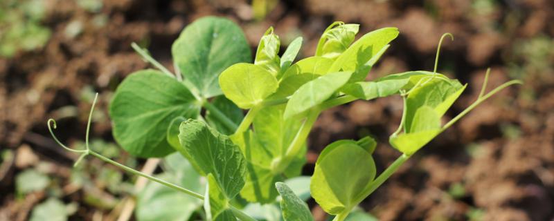 豌豆苗可以施尿素吗，附种植方法