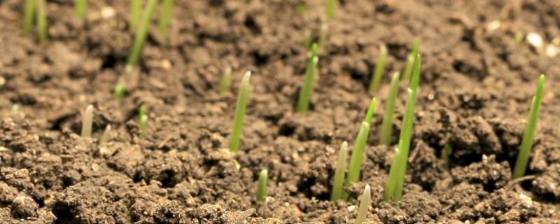 小麦种晚了不出来年还能发芽吗，小麦种发芽率百分之几可以