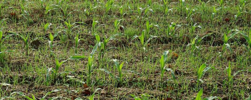 小麦种上后下三天雨能出来吗，种小麦每亩用多少斤复合肥